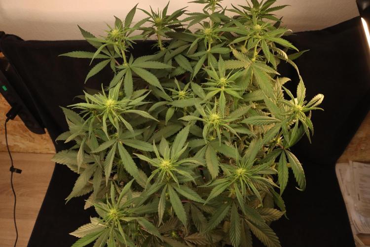 Dessert Grow - Tropicana Cookies FF. Week 8 - D56 F14