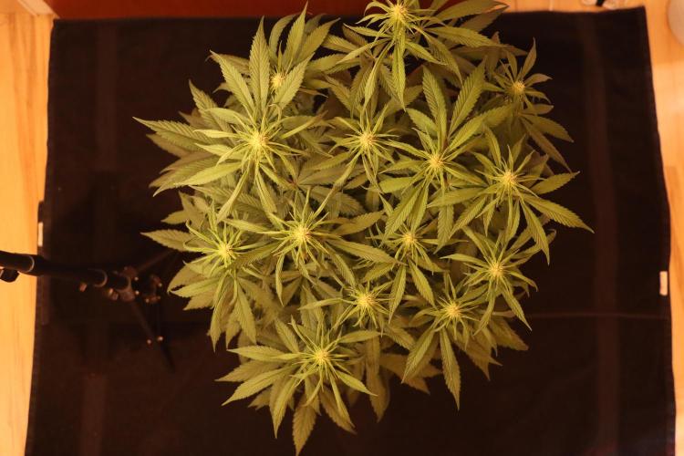 Dessert Grow - Tropicana Cookies FF. Week 9 - D59 B17