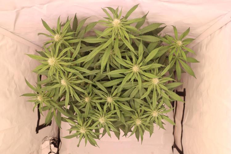 Dessert Grow - Tropicana Cookies FF. Week 9 - D63 F21