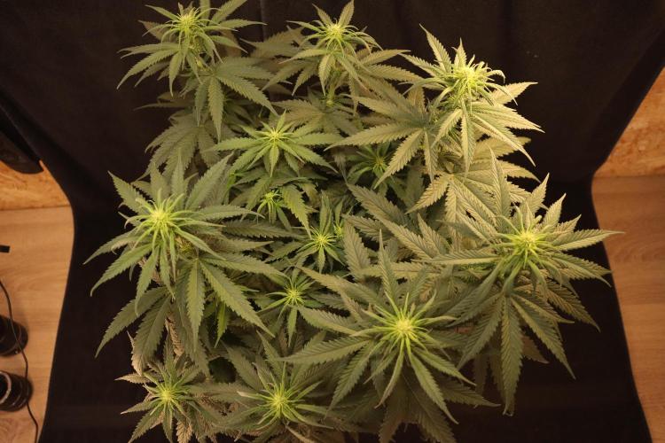 Dessert Grow - GG4 Sherbet FF. Week 9 - D59 F17