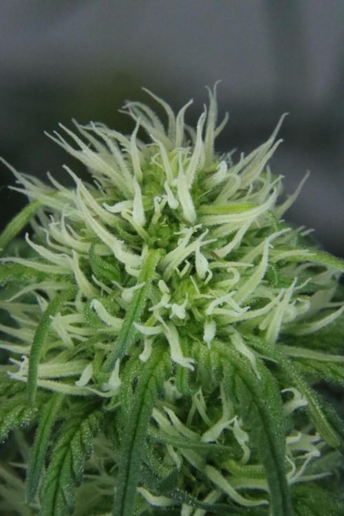 Dessert Grow - GG4 Sherbet FF. Week 9 - D63 F21