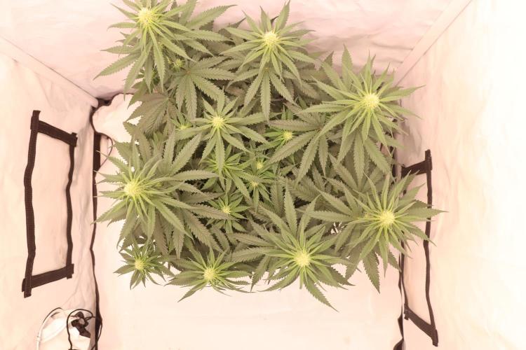 Dessert Grow - GG4 Sherbet FF. Week 9 - D63 F21