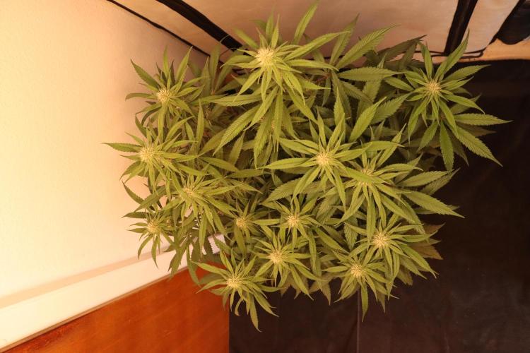 Dessert Grow - Tropicana Cookies FF. Week 10 - D64 F22