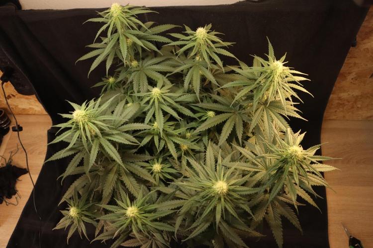 Dessert Grow - GG4 Sherbet FF. Week 10 - D64 F22