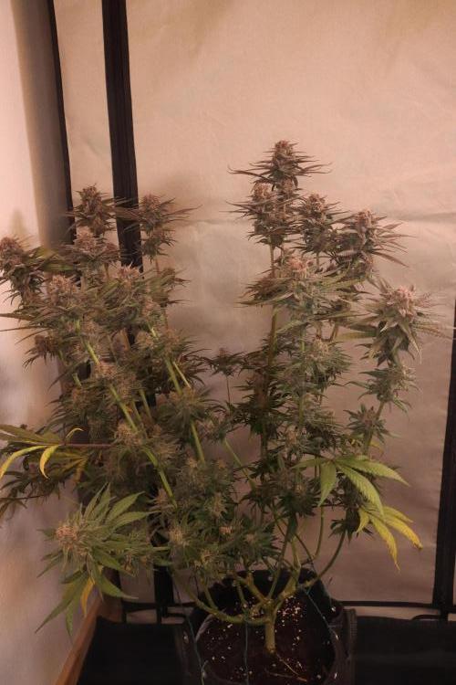 Dessert Grow - Tropicana Cookies FF. Week 13 - D91 F49