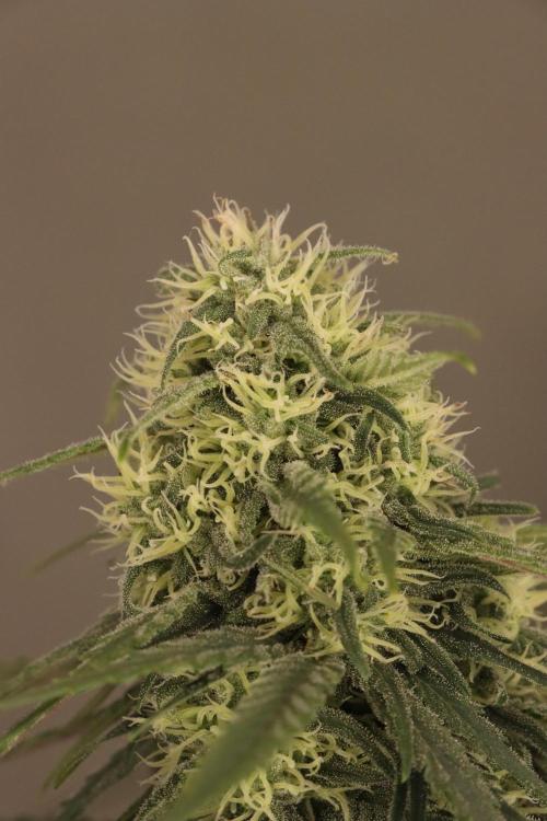 Dessert Grow - GG4 Sherbet FF. Week 11 - D77 F35