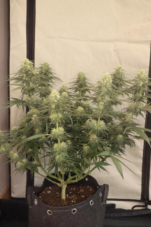 Dessert Grow - GG4 Sherbet FF. Week 11 - D77 F35