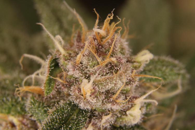 Dessert Grow - Tropicana Cookies FF. Week 12 - D78 F36