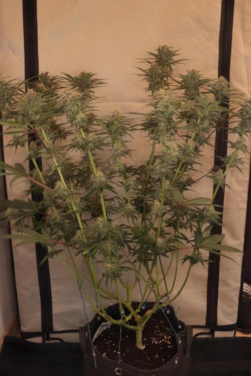 Dessert Grow - Tropicana Cookies FF. Week 12 - D78 F36