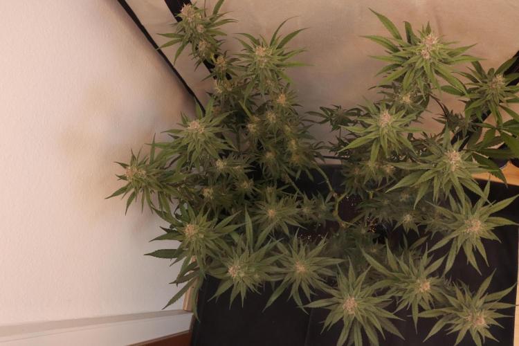 Dessert Grow - Tropicana Cookies FF. Week 12 - D78 F36