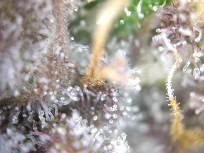 Dessert Grow - Tropicana Cookies FF. Week 12 - D80 F38