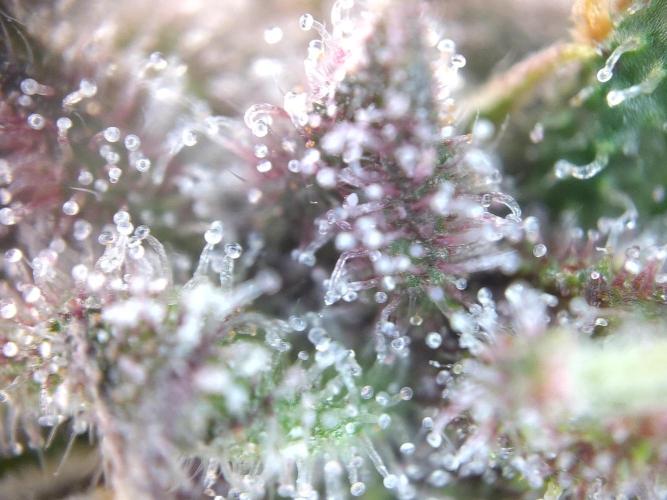 Dessert Grow - Tropicana Cookies FF. Week 12 - D80 F38