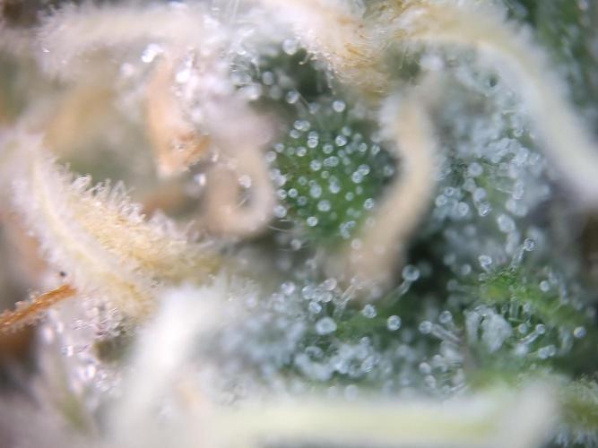 Dessert Grow - GG4 Sherbet FF. Week 12 - D80 F38