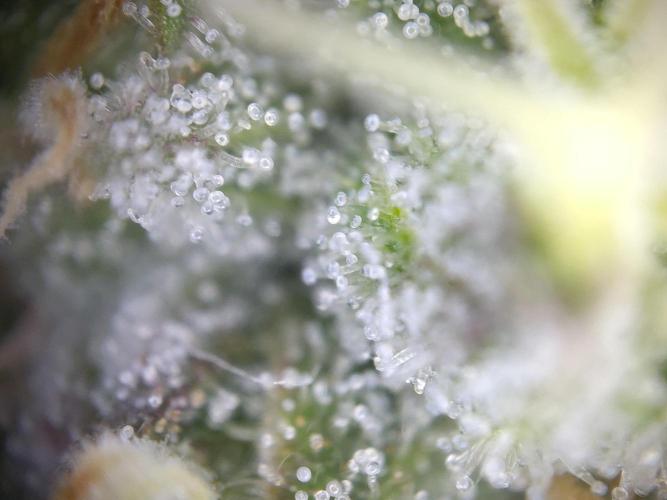 Dessert Grow - GG4 Sherbet FF. Week 12 - D84 F42