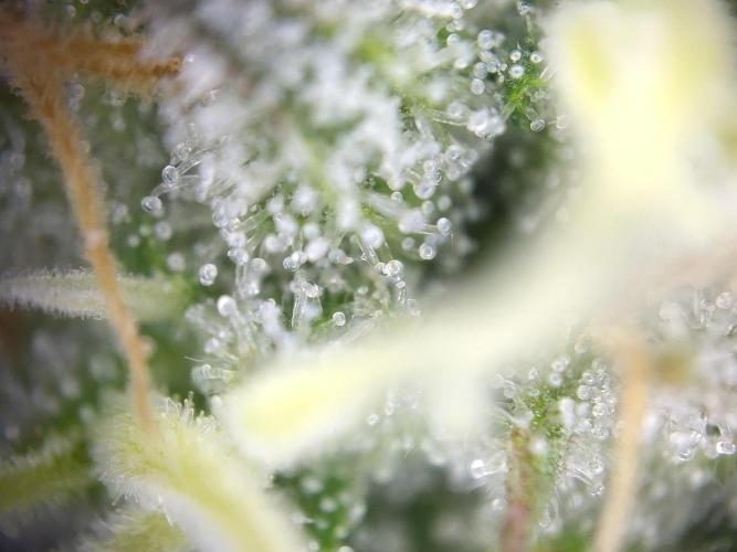 Dessert Grow - GG4 Sherbet FF. Week 12 - DD84 F42