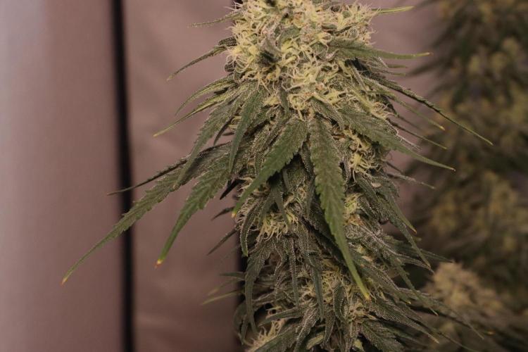 Dessert Grow - GG4 Sherbet FF. Week 12 - D84 F42