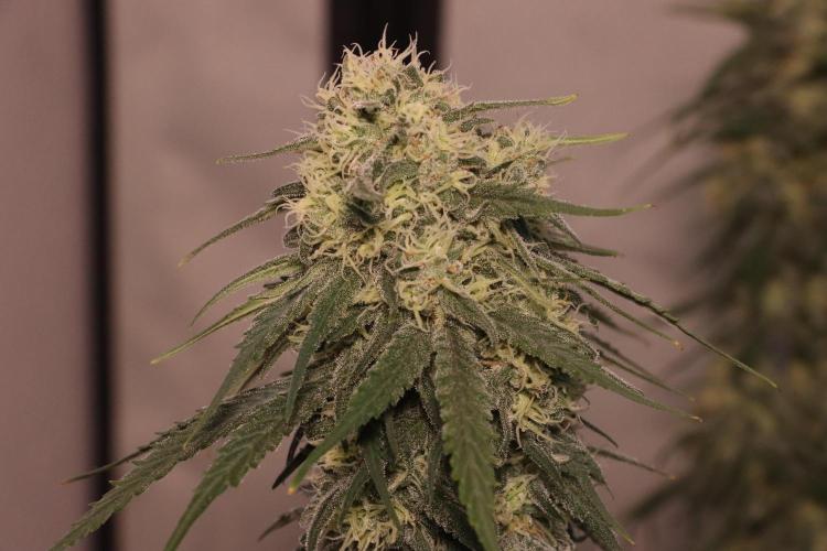 Dessert Grow - GG4 Sherbet FF. Week 12 - D84 F42