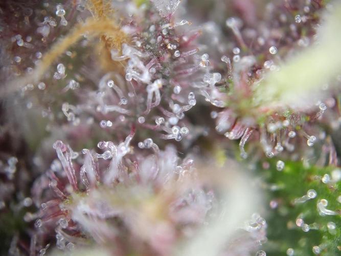 Dessert Grow - Tropicana Cookies FF. Week 12 - D84 F42