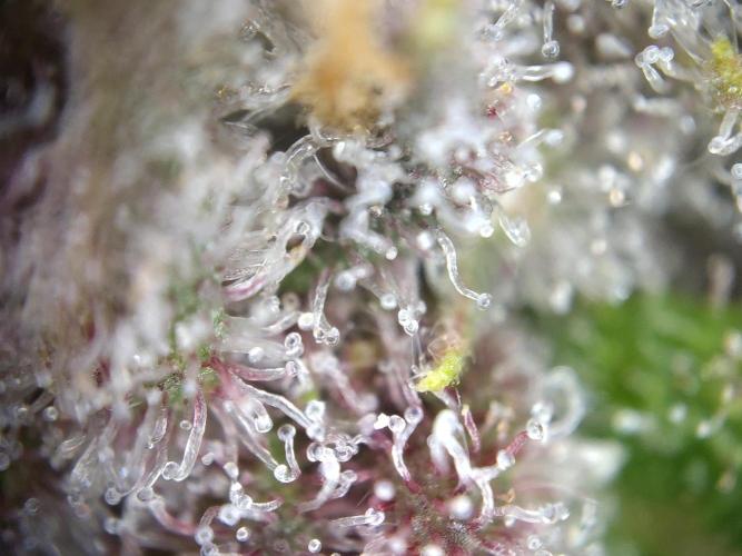 Dessert Grow - Tropicana Cookies FF. Week 12 - D84 F42