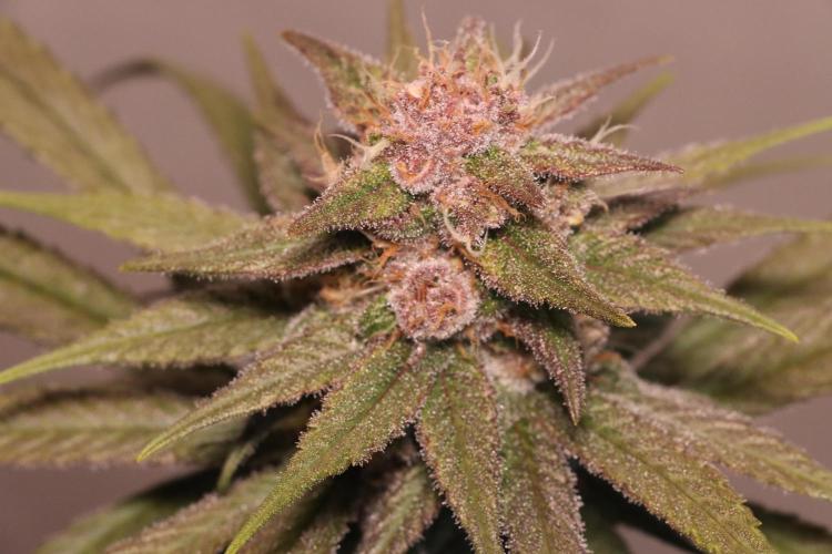 Dessert Grow - Tropicana Cookies FF. Week 12 - D84 F42