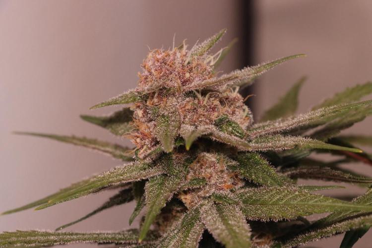 Dessert Grow - Tropicana Cookies FF. Week 12 - D84 F42