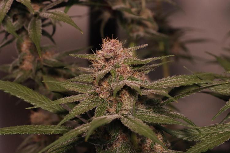 Dessert Grow - Tropicana Cookies FF. Week 12 - D84 F42