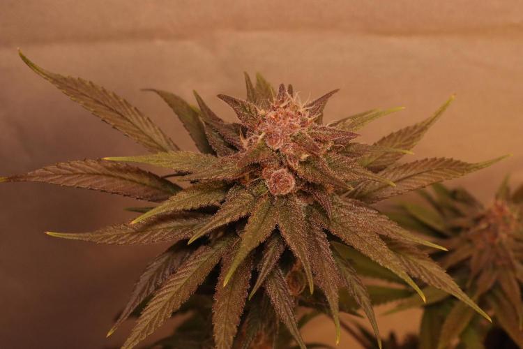 Dessert Grow - Tropicana Cookies FF. Week 13 - D87 F45