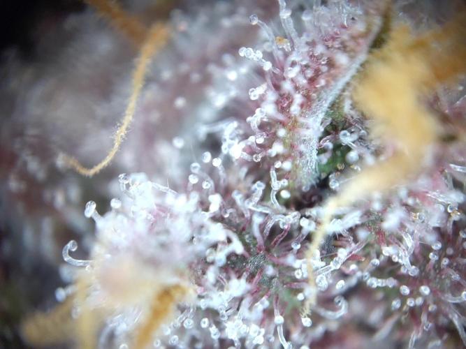 Dessert Grow - Tropicana Cookies FF. Week 13 - D87 F45