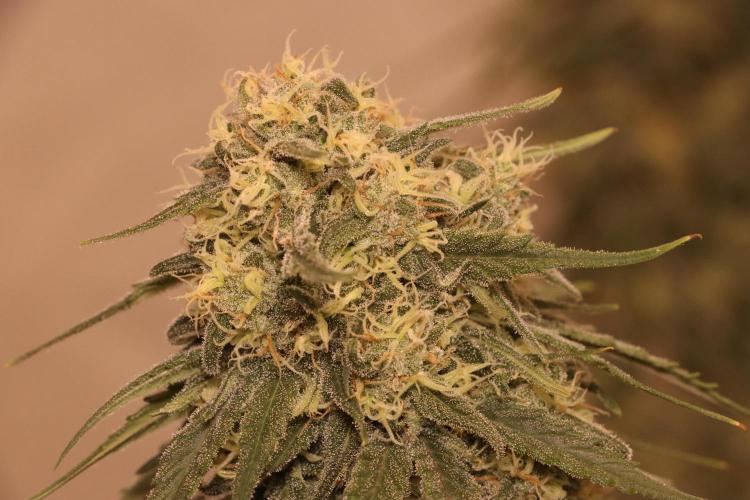 Dessert Grow - GG4 Sherbet FF. Week 13 - D87 F45