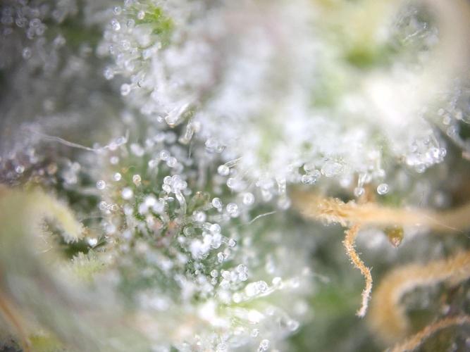 Dessert Grow - GG4 Sherbet FF. Week 13 - D87 F45