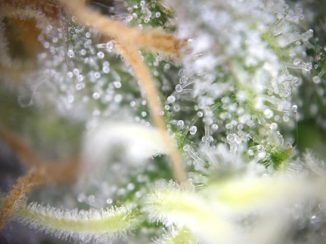 Dessert Grow - GG4 Sherbet FF. Week 13 - D87 F45