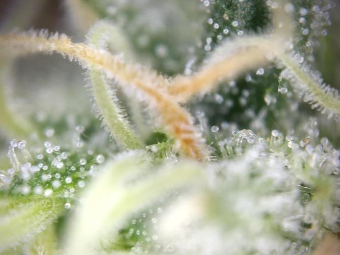 Dessert Grow - GG4 Sherbet FF. Week 13 - D91 F49