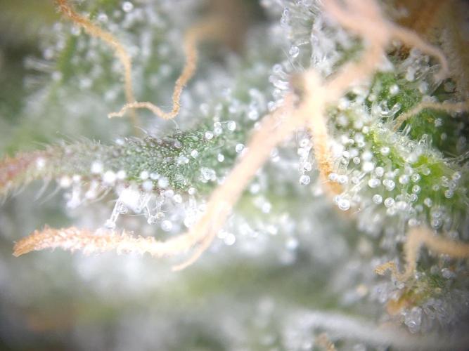 Dessert Grow - GG4 Sherbet FF. Week 13 - D91 F49