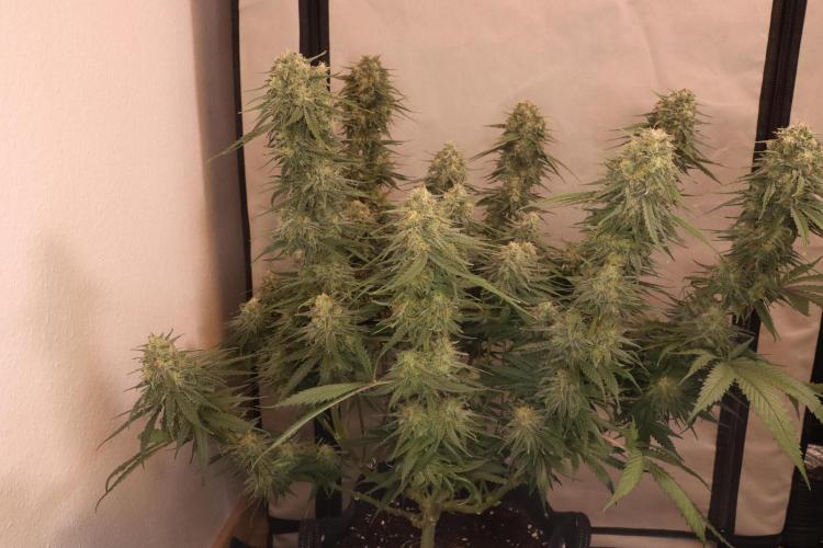 Dessert Grow - GG4 Sherbet FF. Week 13 - D91 F49