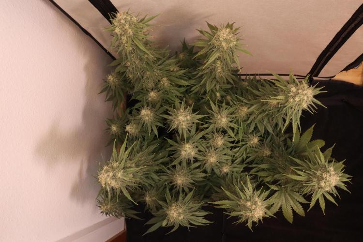 Dessert Grow - GG4 Sherbet FF. Week 13 - D91 F49