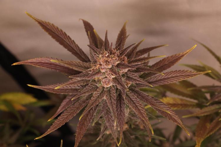 Dessert Grow - Tropicana Cookies FF. Week 13 - D91 F49