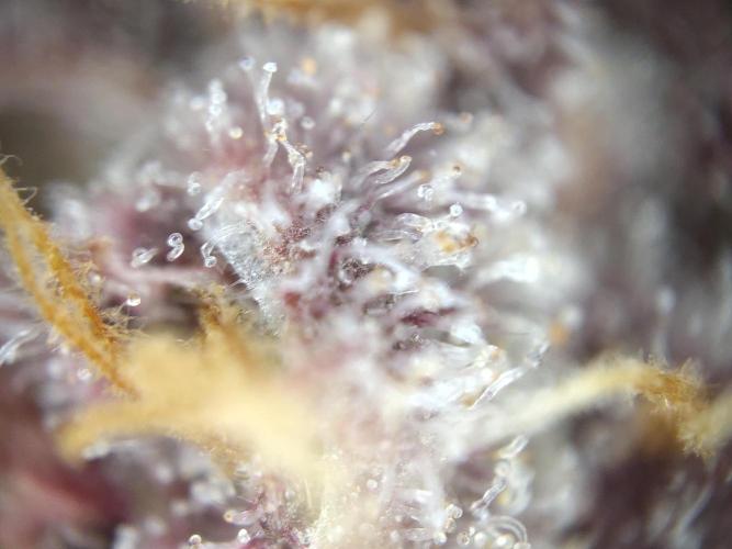 Dessert Grow - Tropicana Cookies FF. Week 13 - D91 F49