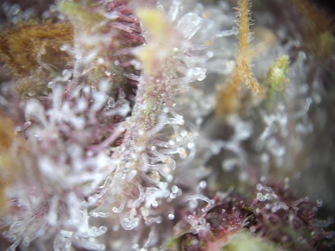 Dessert Grow - Tropicana Cookies FF. Week 13 - D91 F49