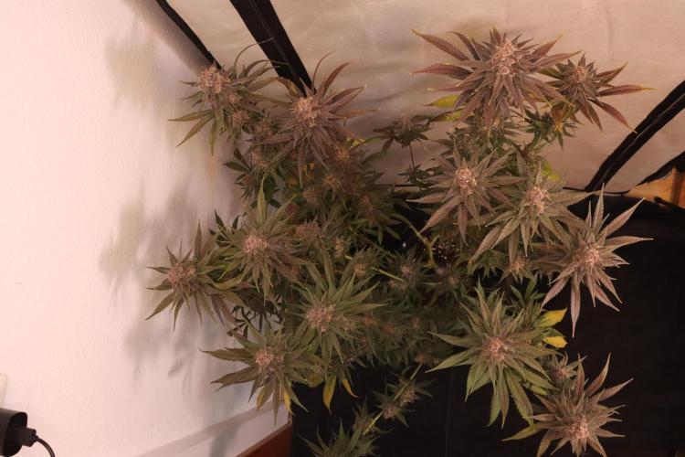 Dessert Grow - Tropicana Cookies FF. Week 13 - D91 F49