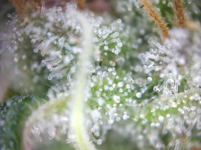 Dessert Grow - GG4 Sherbet FF. Week 14 - D95 F53