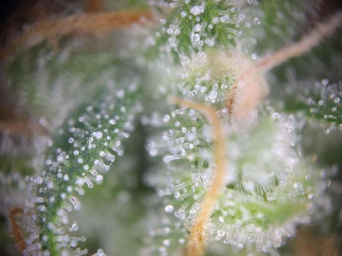 Dessert Grow - GG4 Sherbet FF. Week 14 - D95 F53