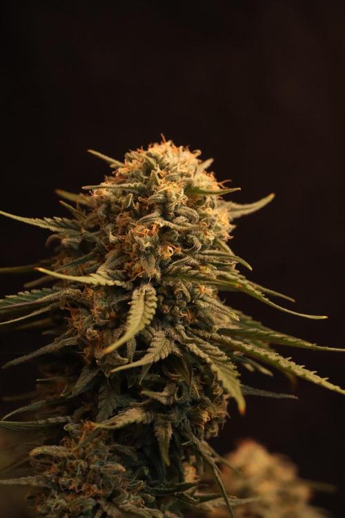 Dessert Grow - GG4 Sherbet FF. Week 15