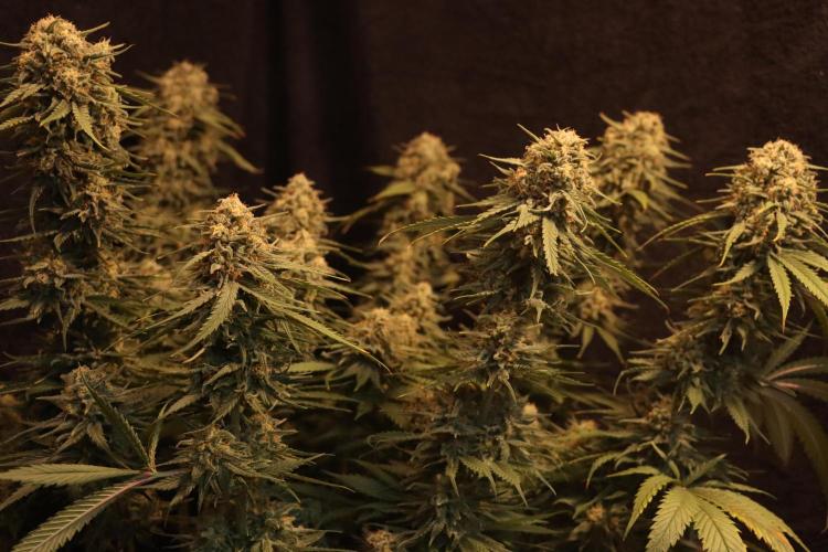 Dessert Grow - GG4 Sherbet FF. Week 15 - D99 F57