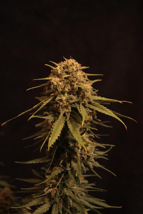 Dessert Grow - GG4 Sherbet FF. Week 15 - D99 F57