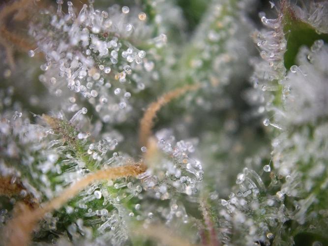 Dessert Grow - GG4 Sherbet FF. Week 15 - D99 F57