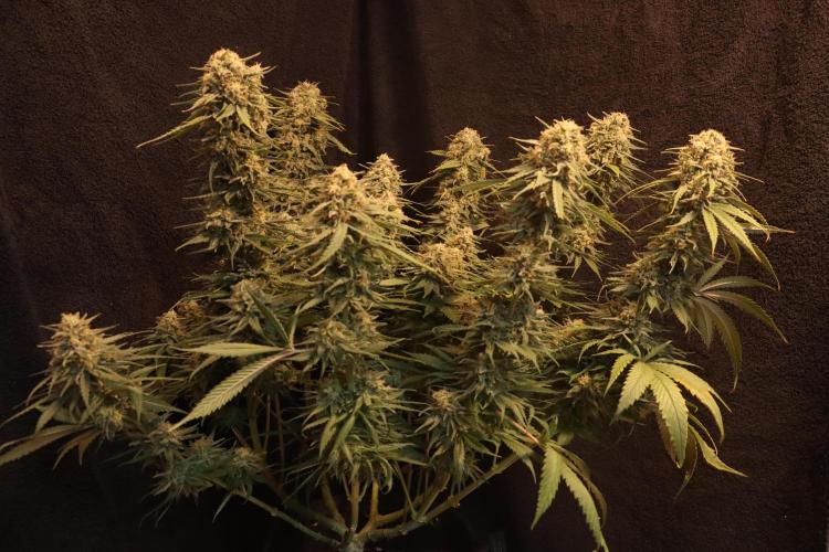 Dessert Grow - GG4 Sherbet FF. Week 15 - D99 F57