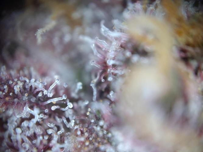 Dessert Grow - Tropicana Cookies FF. Week 14 - D95 F53