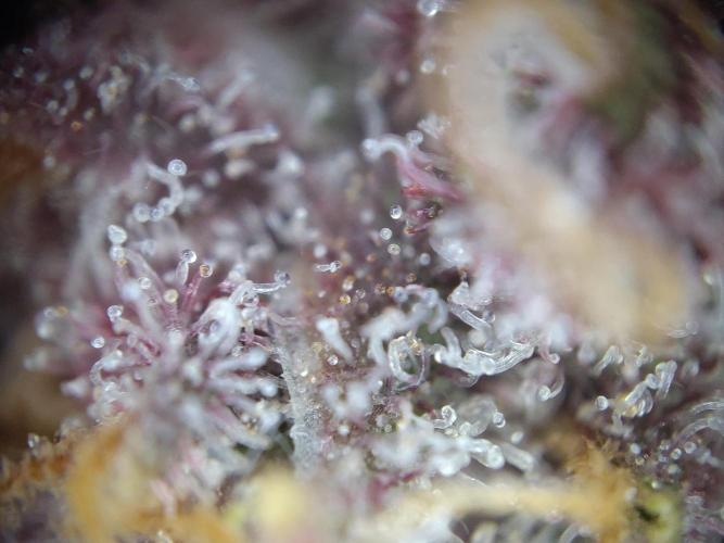 Dessert Grow - Tropicana Cookies FF. Week 14 - D95 F53