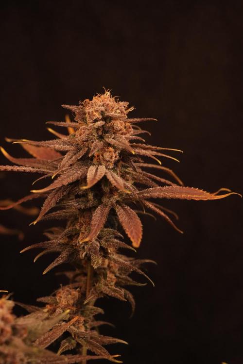 Dessert Grow - Tropicana Cookies FF. Week 15