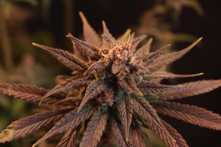 Dessert Grow - Tropicana Cookies FF. Week 15